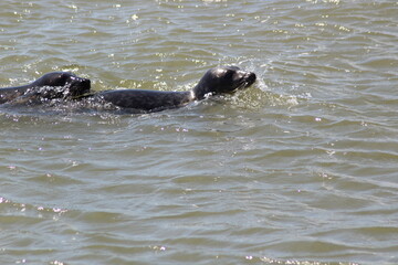 Fototapeta premium Earless seal in the sea.