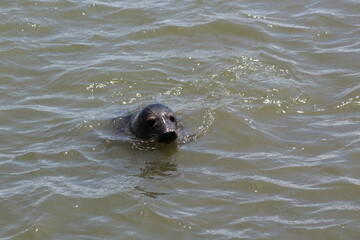 Earless seal in the sea. © Marije Kouyzer