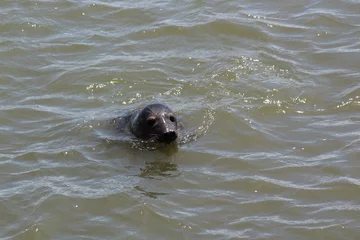 Deurstickers Earless seal in the sea. © Marije Kouyzer