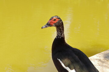 Duck watching, Lisbon, Portugal