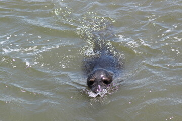 Obraz premium Earless seal in the sea.