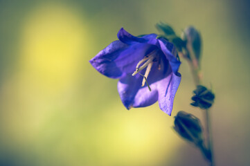 Peach-leaved Bellflower - Campanula persicifolia wild flower in a forest