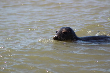 Earless seal in the sea.