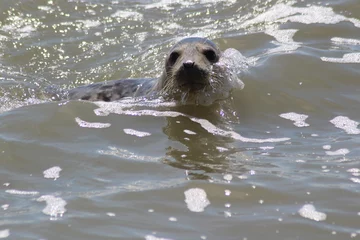 Zelfklevend Fotobehang Earless seal in the sea. © Marije Kouyzer