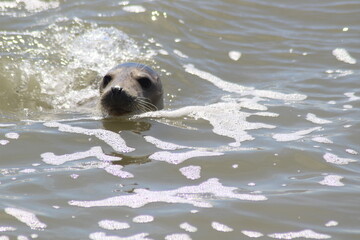 Earless seal in the sea. © Marije Kouyzer
