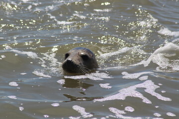 Earless seal in the sea. © Marije Kouyzer
