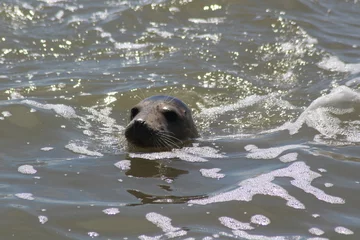 Foto op Plexiglas Earless seal in the sea. © Marije Kouyzer