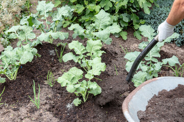 Broccoli garden. A gardener pile up organic young broccoli with topsoil on vegetable garden. The nutrient-rich compost soil was mixed with mineral rock flour. Concept of healthy food, self-supply .