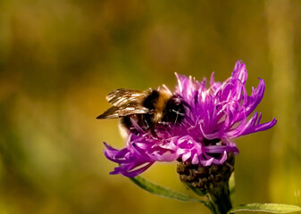 Beezeit Jetz!