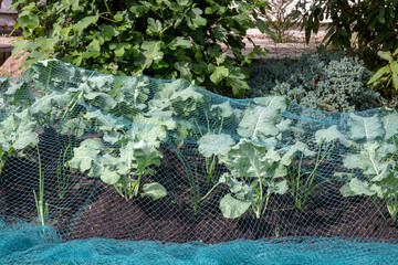 Close-up of young organic broccoli and onions in the vegetable garden, which are protected from...