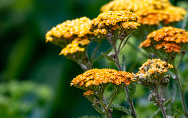 Gelber Blütenzauber