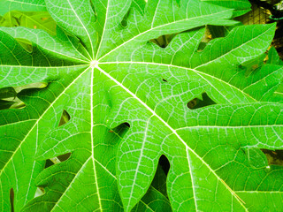 A closeup image of papaya leaf with yellowish veins.