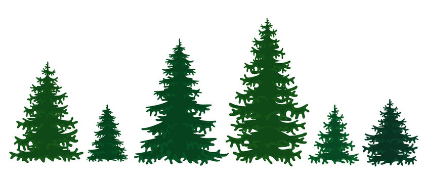 Collection of spruce trees isolated on a white background. Vector illustration of a pine tree in cartoon style.
