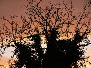 Couché de Soleil couchant nature campagne prairie