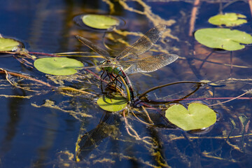 libelle