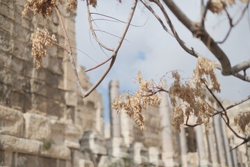 Fototapeta premium desert plants on the ancient city of baalbek