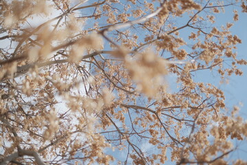 Fototapeta premium autumn trees