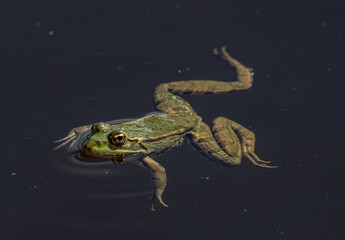 frosch