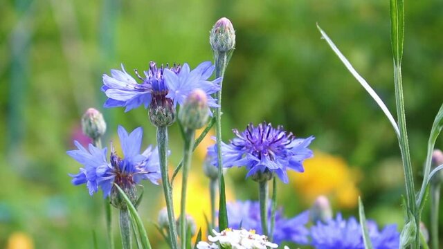 Blue wildflowers, cornflowers, on a green meadow swaying in the wind on a sunny day. Video Clip HD.