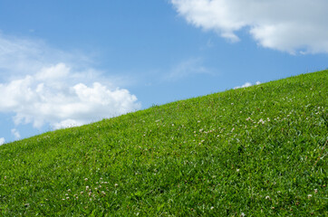 green grass and blue sky