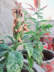 cactus in the garden