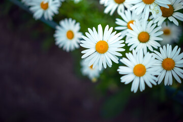 Fototapeta premium Beautiful background of daisies as a symbol of innocence and purity