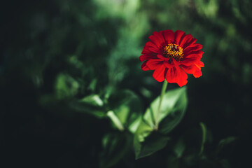 A lone beautiful red flower in a blurred background growing in a garden, background image and copy space