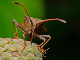 Bug on raspberry, Wanze auf Himbeere