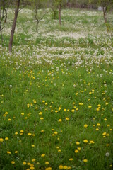 fluffy dandelions in the green field on cloudy day