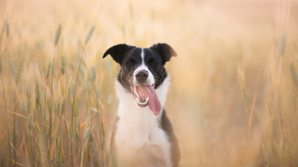 happy black and white border collie sitting smiling with her tongue out and both eyes closed blinking in a wheat field at sunset in the summer