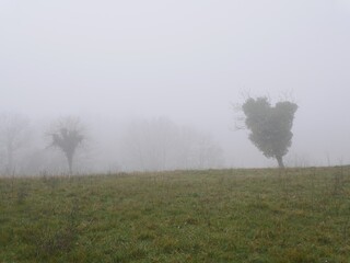 Obraz na płótnie Canvas Champ brume arbre automne brouillard
