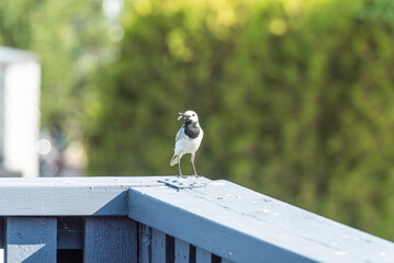 Walktail and blowfly