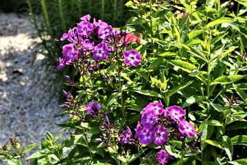 Kwiaty kwitnące w ogrodzie © merko