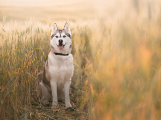 siberian husky sled dog sitting smiling with her tongue out in a wheat field at sunset in the...