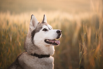 siberian husky sled dog close up head portrait sitting smiling with her tongue out in a wheat field...