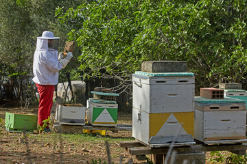 beekeeper working at the apiary.