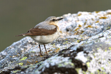 Northern wheatear female on a rock of his territory with the dawn lights