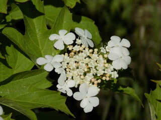 A sunny spring day. Blooming viburnum.