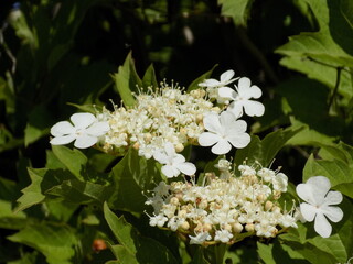 A sunny spring day. Blooming viburnum.