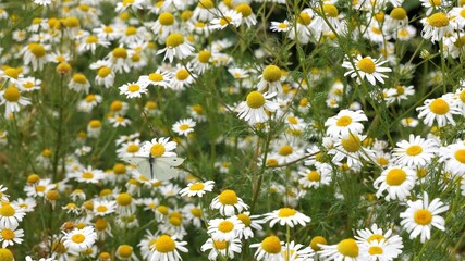 White butterfly eats nectar on a chamomile field.j