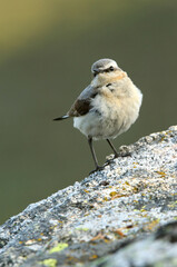 Northern wheatear female on a rock of his territory with the dawn lights