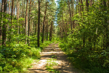 Fototapeta na wymiar Beautiful path in summer forest 