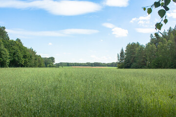 Obraz na płótnie Canvas The green wheat field inside the forest 
