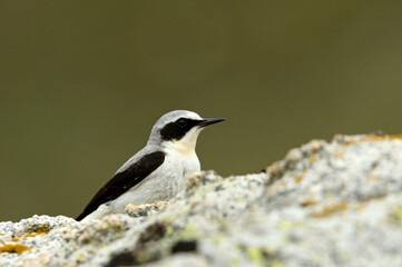 Northern wheatear male with the first light of dawn