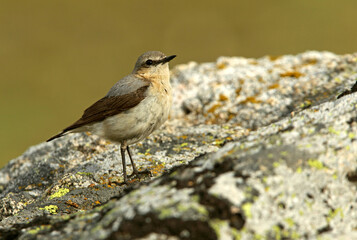 Northern wheatear female on a rock of his territory with the dawn lights