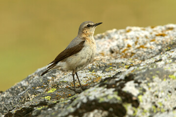 Northern wheatear female on a rock of his territory with the dawn lights