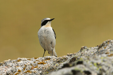 Northern wheatear male with the first light of dawn