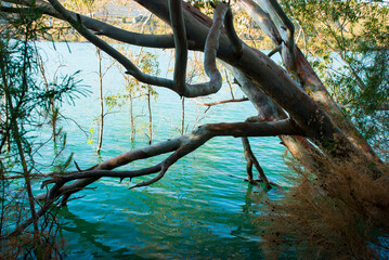 Tree in lake. Beautiful nature card. Europe lake side.