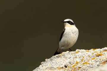 Northern wheatear male with the first light of dawn