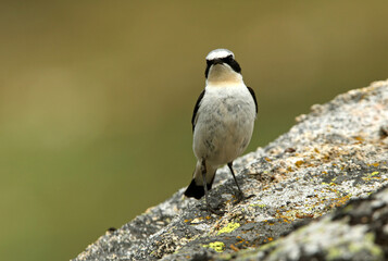 Northern wheatear male with the first light of dawn